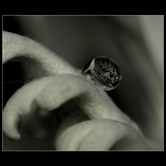Strach