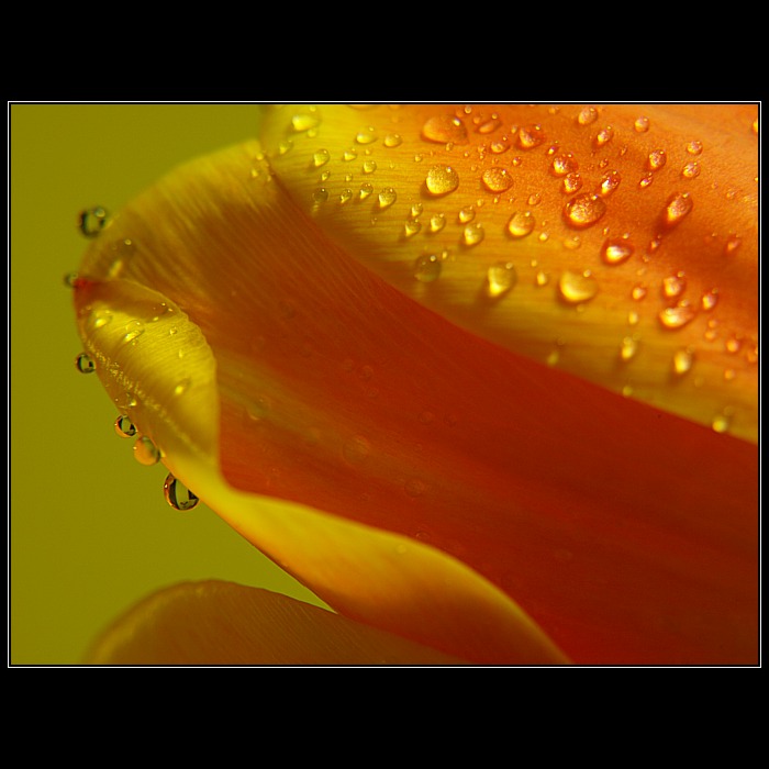 Tulipka